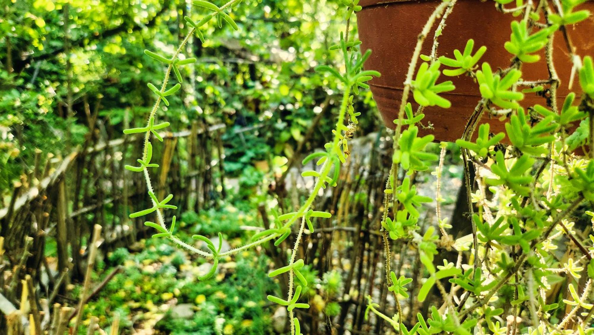 El Jardin, Eco Cabanas Boutique San Alfonso Zewnętrze zdjęcie